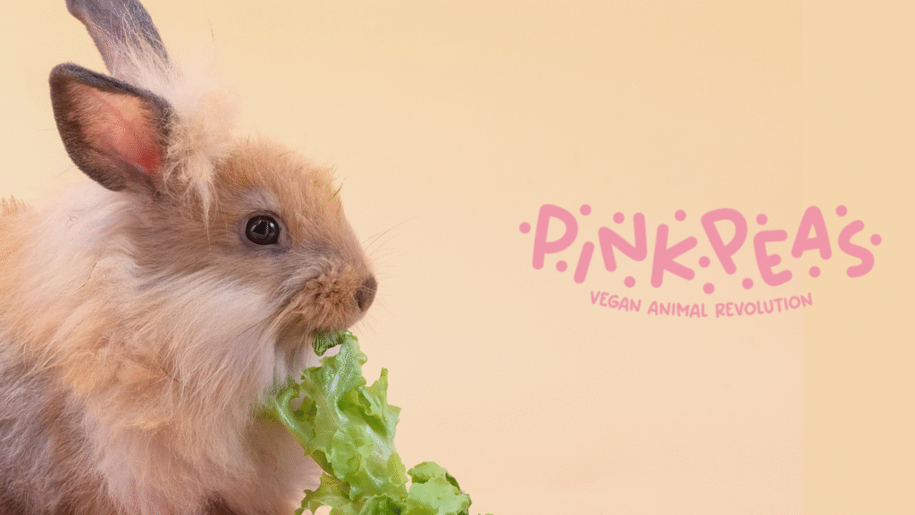 conejo-comiendo-lechuga
