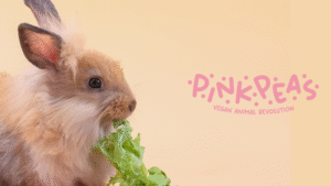 conejo-comiendo-lechuga