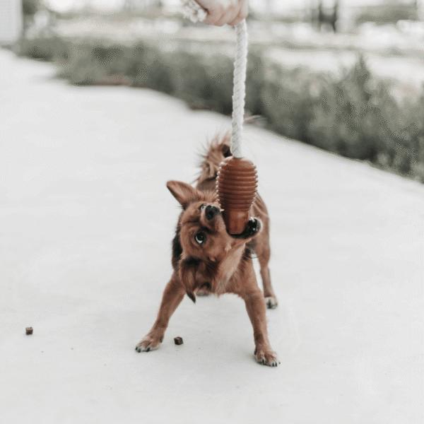 Rub Juguete Bouncy con cuerda de resina natural para perros - Imatge 9