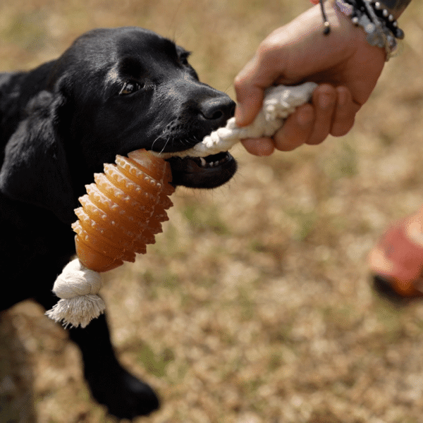 Rub Juguete Rugby Spike de resina natural para perros - Imagen 3