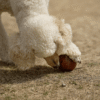 Rub Juguete Amrood de resina natural para perros - Imagen 4