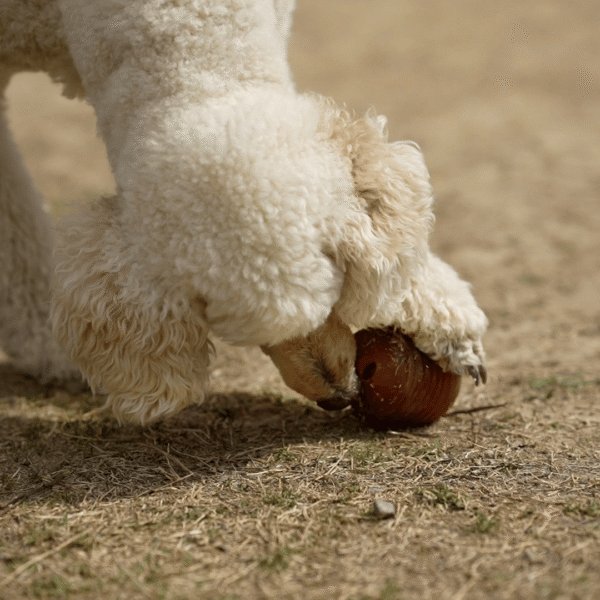 Rub Juguete Amrood de resina natural para perros - Imatge 4