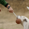 Rub Juguete Ball & Rope Pelota vegana con cuerda para perros - Imatge 4