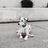 Rub Juguete Rugby Spike de resina natural para perros - Imagen 4