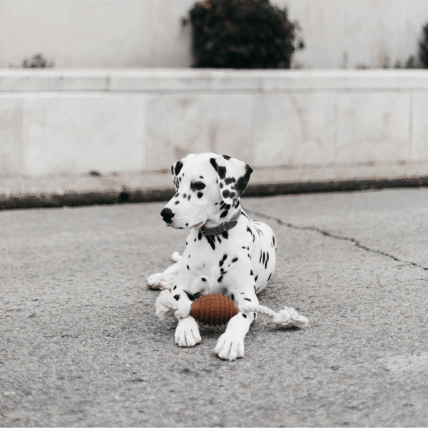 Rub Juguete Rugby Spike de resina natural para perros - Imagen 4