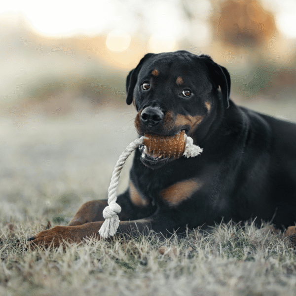 Rub Juguete Rugby Spike de resina natural para perros - Imagen 5