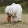 Rub Juguete Gossy Egg de resina natural para perros pequeños - Imatge 6