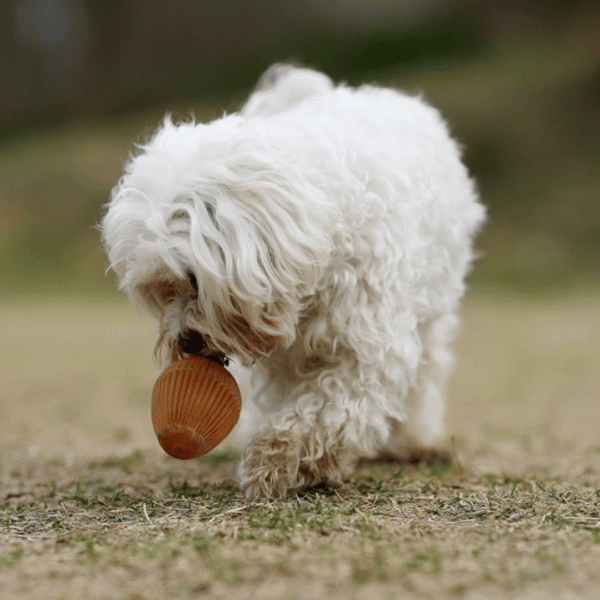 Rub Juguete Gossy Egg de resina natural para perros pequeños - Imagen 6