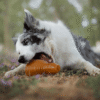 Rub Juguete Bouncy de resina natural para perros - Imatge 7