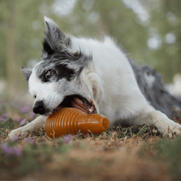 Rub Juguete Bouncy de resina natural para perros - Imagen 7