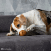 Olivi Pelota de madera para snacks Juguete de madera de olivo para perros - Imatge 3