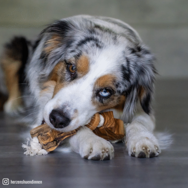 Olivi Hueso de Madera de Olivo. Juguete para perros - Imatge 3