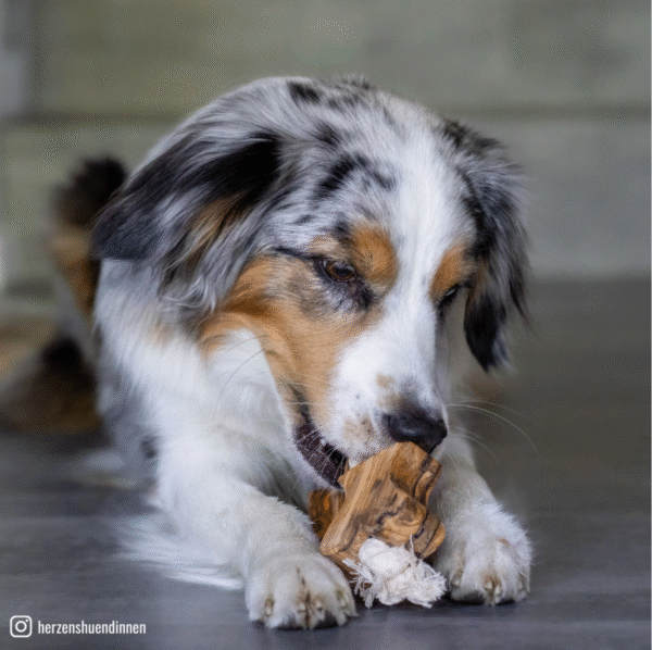 Olivi Hueso de Madera de Olivo. Juguete para perros - Imatge 4