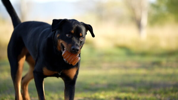 Rub Juguete Jumpty Dumpty de resina natural para perros - Imagen 6