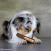 Stick de madera Juguete de madera de olivo para perros - Imatge 3