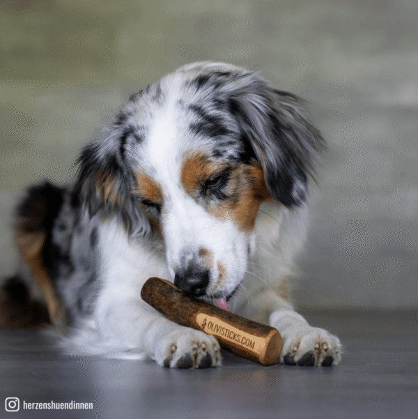 Stick de madera Juguete de madera de olivo para perros - Imagen 4