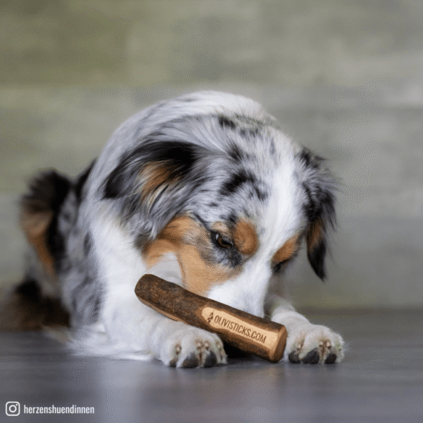 Stick de madera Juguete de madera de olivo para perros - Imagen 3