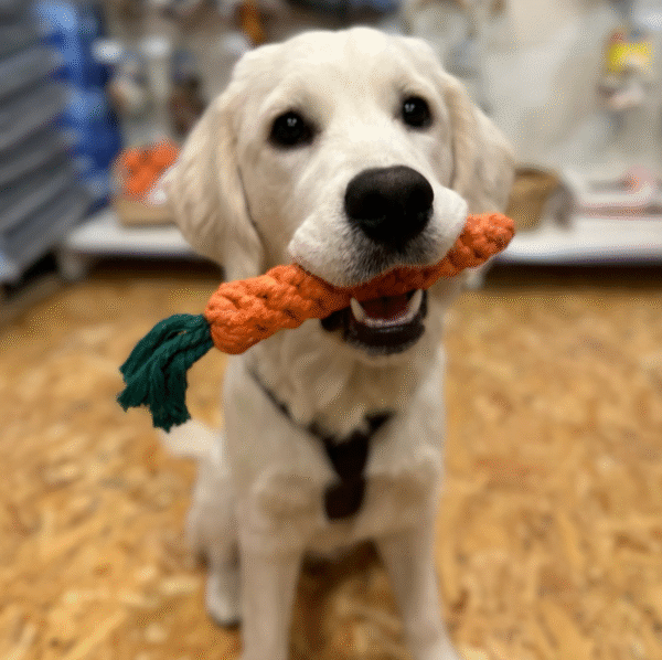 Olivi Zanahoria de algodón Juguete para perros - Imagen 2