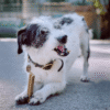 VEGDOG Mobilities Snack con Patata para articulaciones - Imatge 2