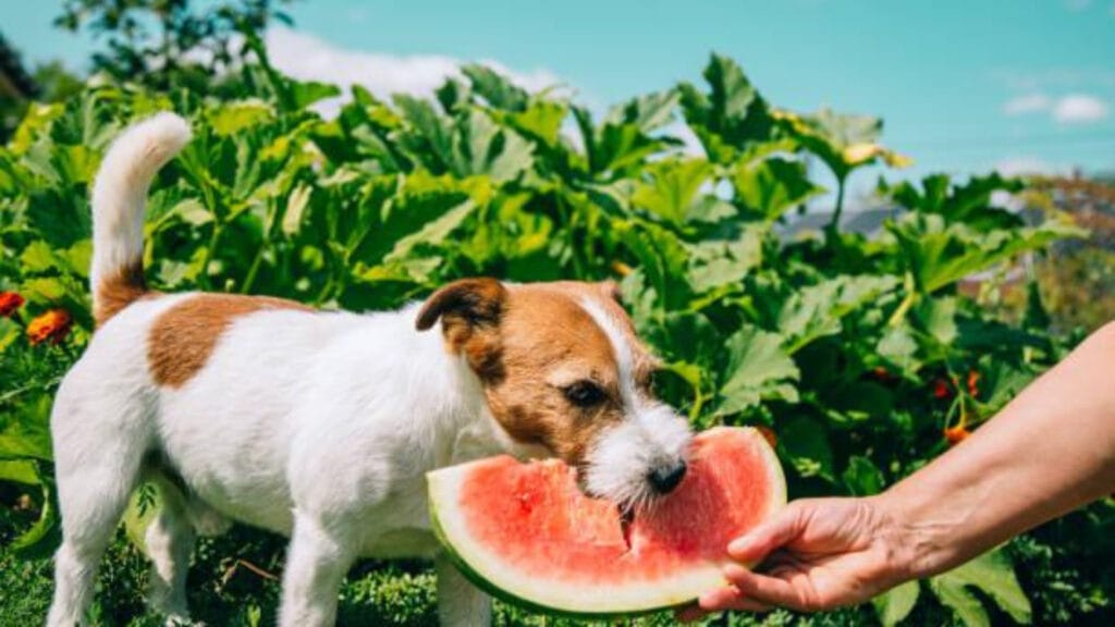 veganismo-perro-blog-portada
