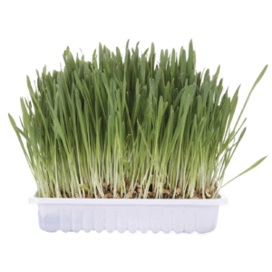 Trixie Hierba gatera en bandeja para gatos