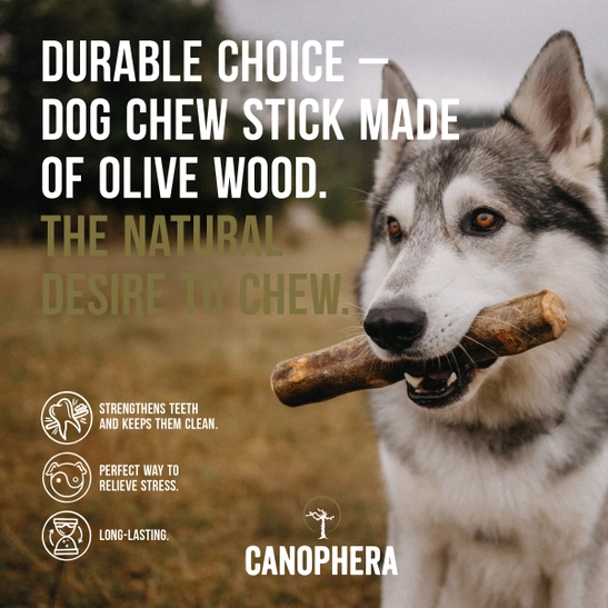 Stick para masticar de madera de olivo para perros - Imagen 6