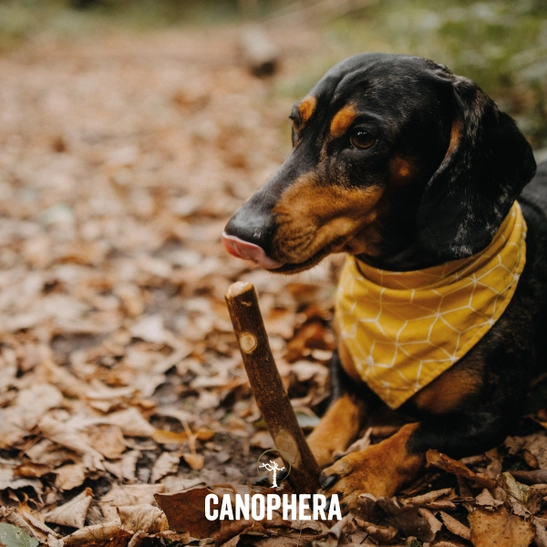 Stick para masticar de madera de olivo para perros - Imagen 3