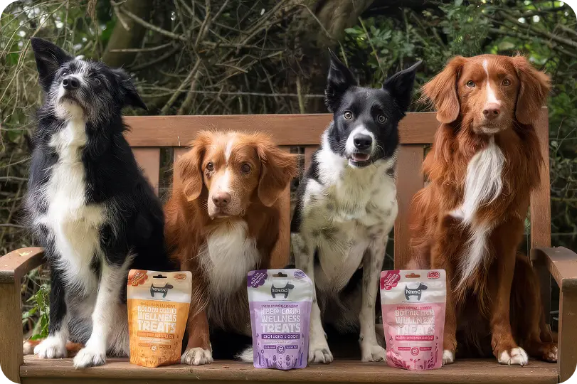 distribuidor exclusivo de HOWND en España