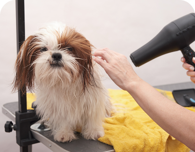 Peluquerías Caninas