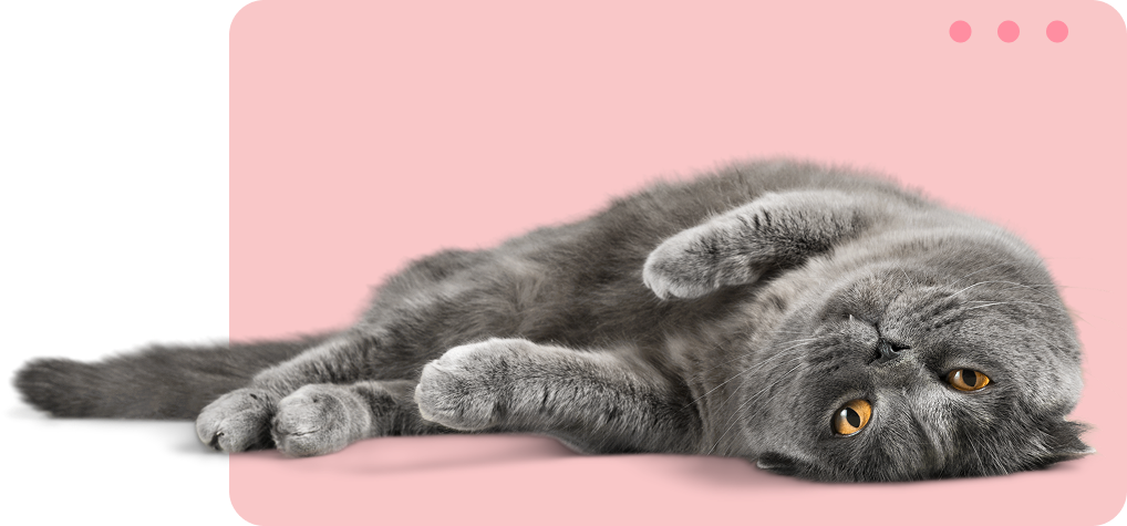 pensamos en los gatos