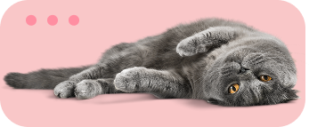 pensamos en los gatos