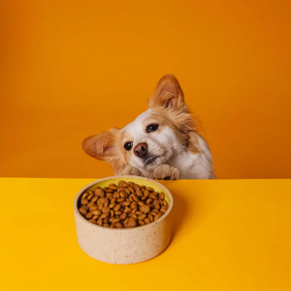 <span class="notranslate">VEGDOG Simply Crunch Pienso vegano para perros</span> - Imagen 2