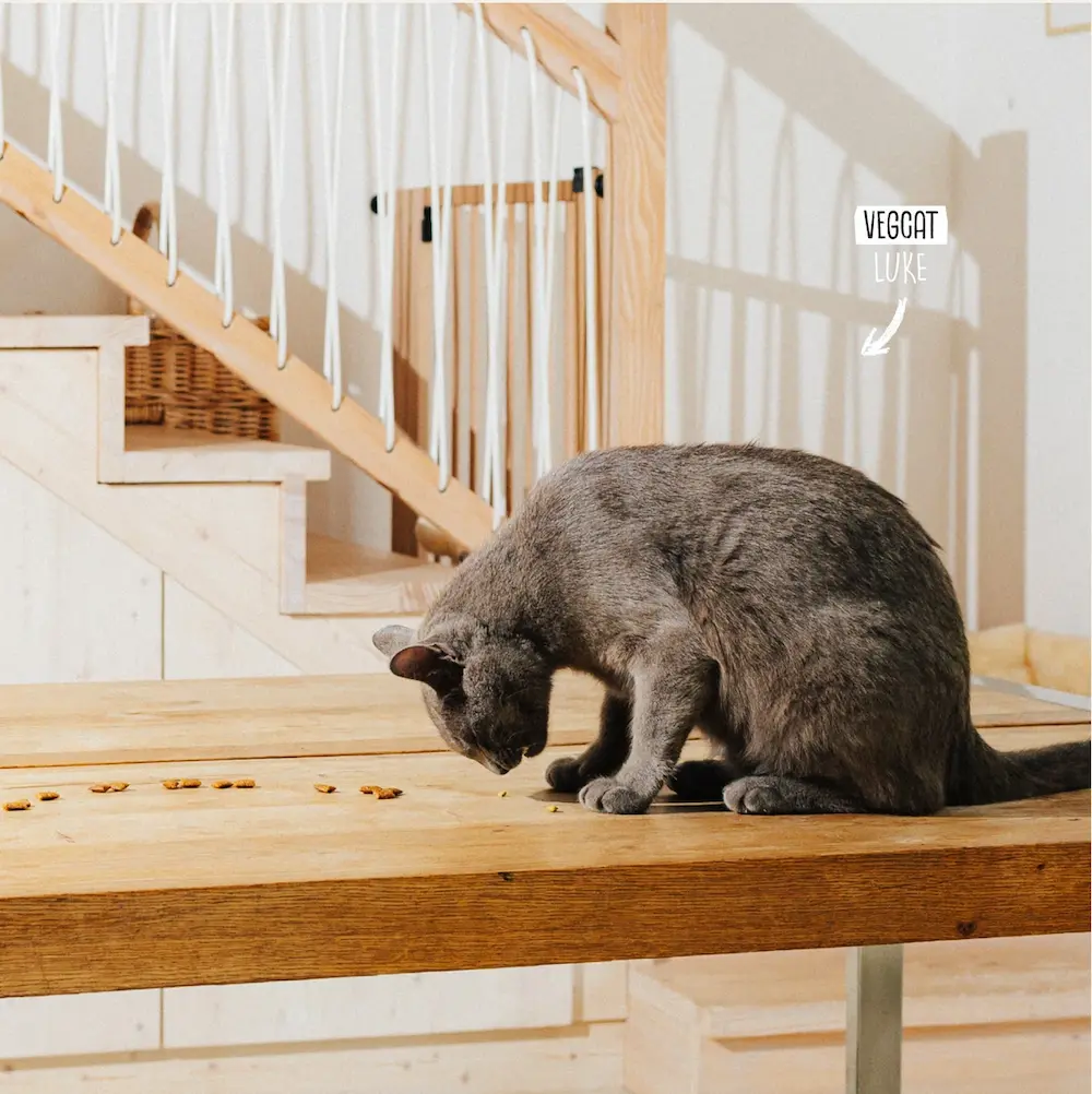 <span class="notranslate">Snacks para Gatos VegCat | Pack 3 sabores: Pure Bites, Digestive, Skincare</span> - Imagen 5
