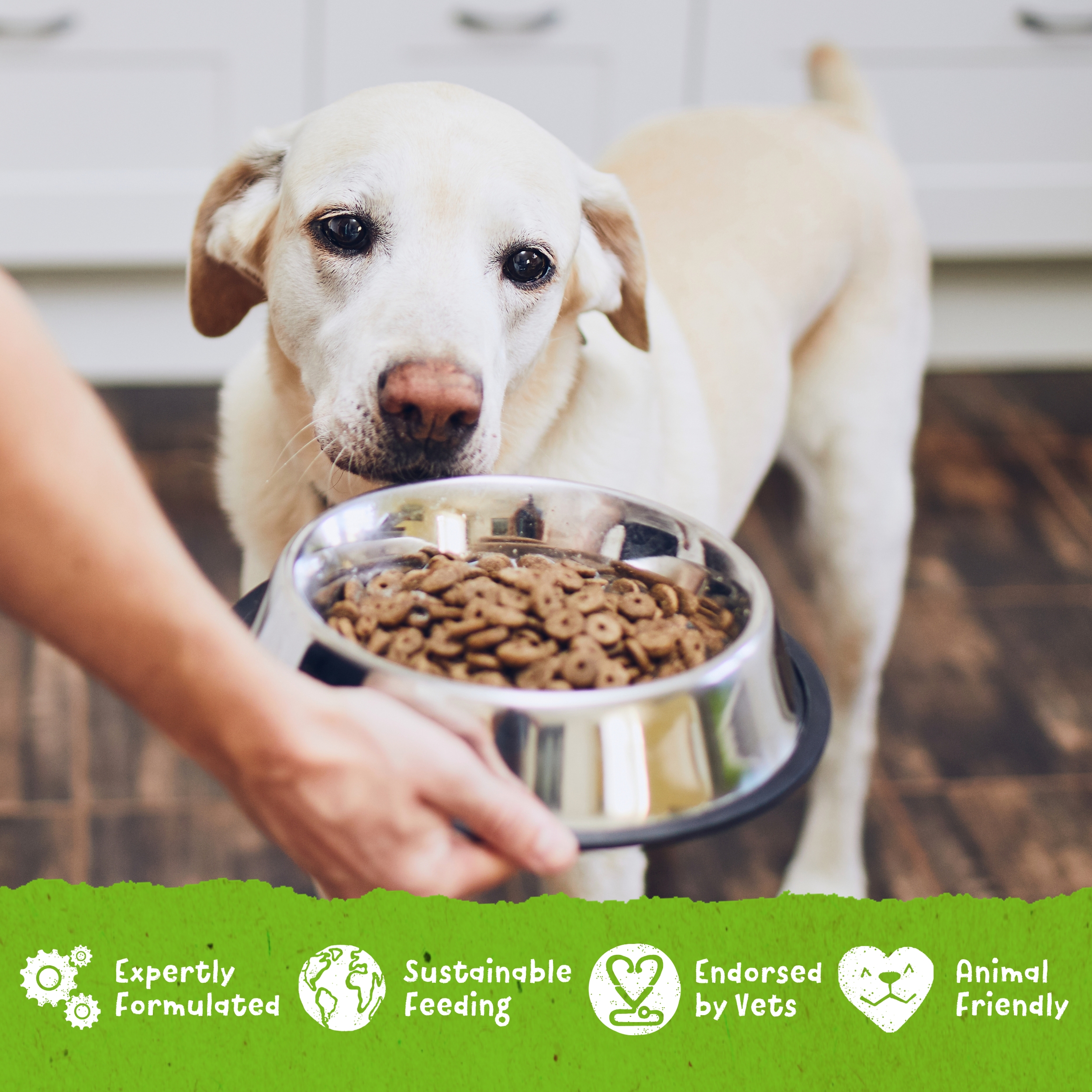 <span class="notranslate">BENEVO Dog Pienso completo vegano para perros</span> - Imagen 2